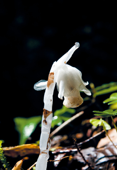 生長在陰暗處的水晶蘭，是很容易看到的野生植物