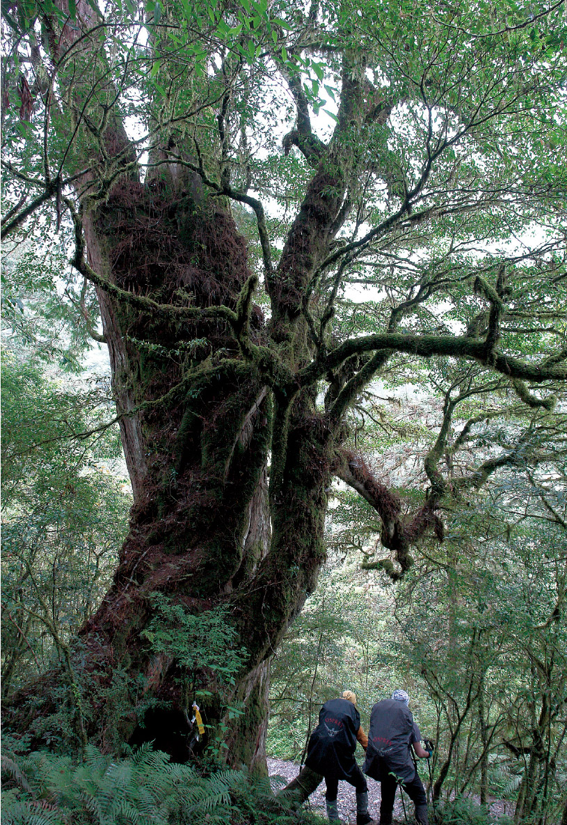 四季林道的登山口有一棵高大的神木，是最清楚的地標