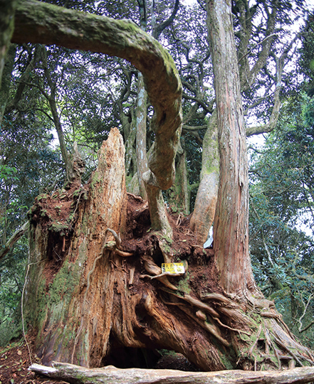 大島田山上的大檜木