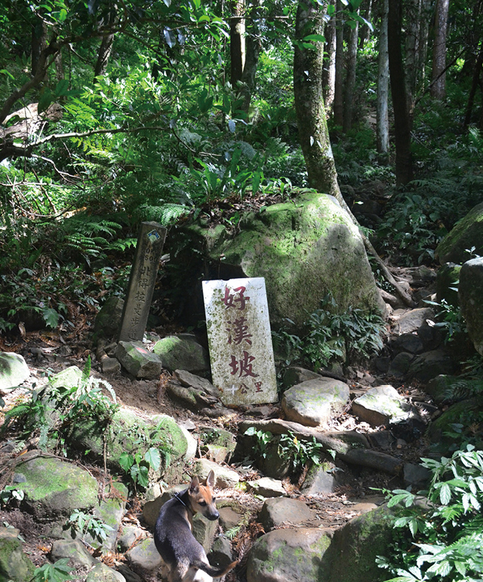 好漢坡0.6公里處，一路緩坡上行，看到好漢坡立牌時，就是一路陡上