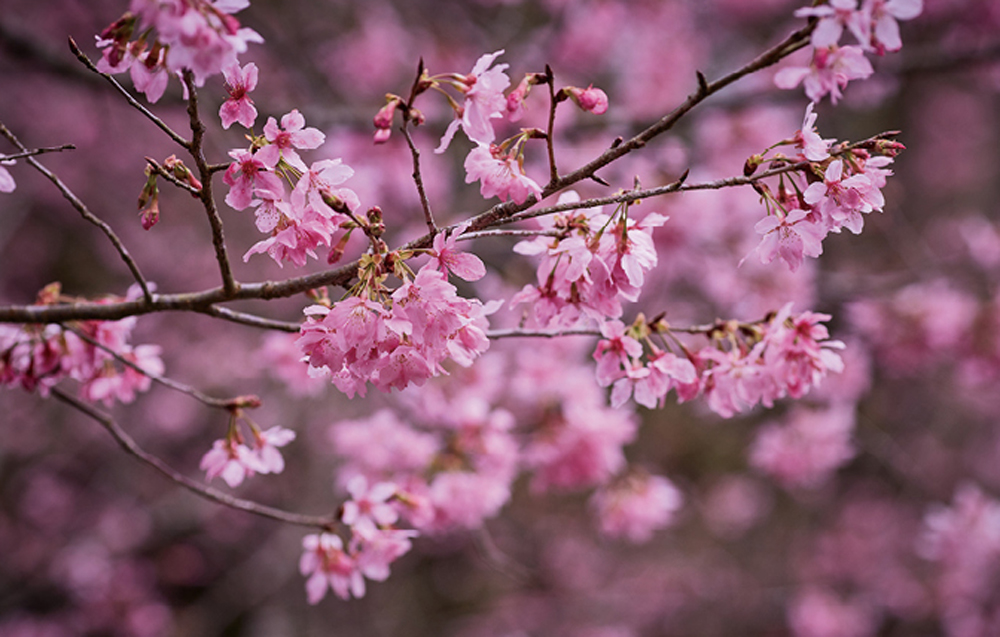 五峰鄉沿路有許多盛開的櫻花