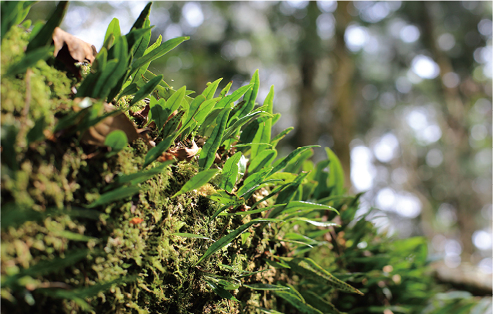 溫潤的中海拔森林有利於蕨類植物生長