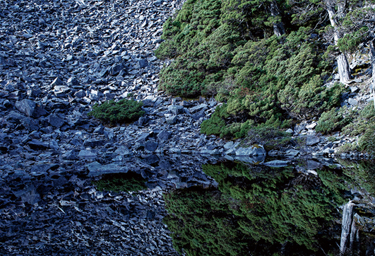 翠池是全台最高的高山湖泊