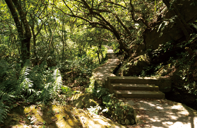 前往猴洞坑瀑布的步道植被良好、幽境清爽