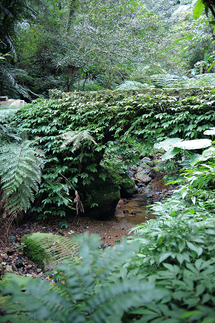被綠色植物包覆的糯米橋，幾乎完全融入於森林中