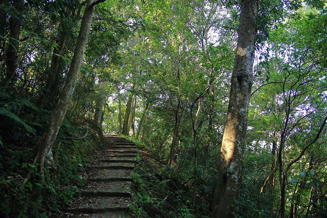 後山步道沿途森林蓊鬱