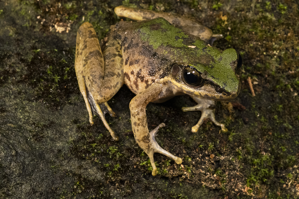 喜歡棲息於溪澗附近的斯文豪氏赤蛙，叫聲如清脆的鳥鳴