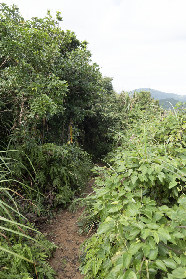 通往大武崙山的小徑並非鋪設步道，雖然有點窄、有點陡、但有熱心山友拉繩，所以並不難走。